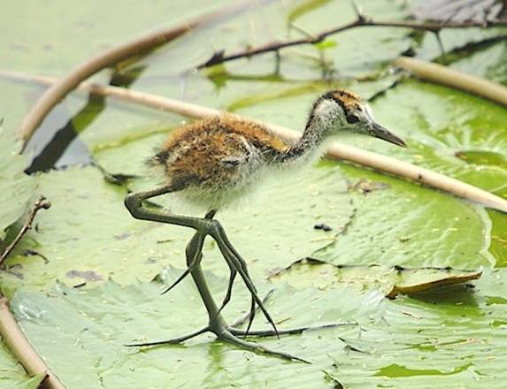 I'm starting to realize that there's way too many birds with really big feet ,it's starting to concern me