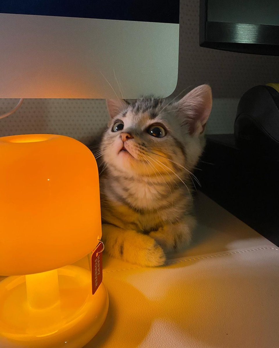 Cute Cats 🐱 (@cutecats_____) on Twitter photo 