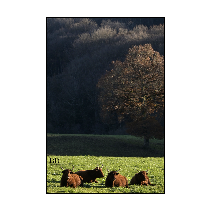 berenddoo's tweet photo. Les vaches se reposent un peu. De koeien rusten een beetje uit. Meer dieren, plus d'Animaux : https://t.co/BcAR0ujyaV https://t.co/oVNFHBgANe