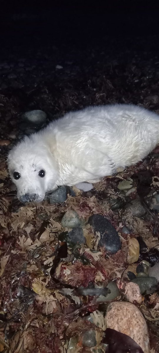 RSPCAStapeley Grange tweet media