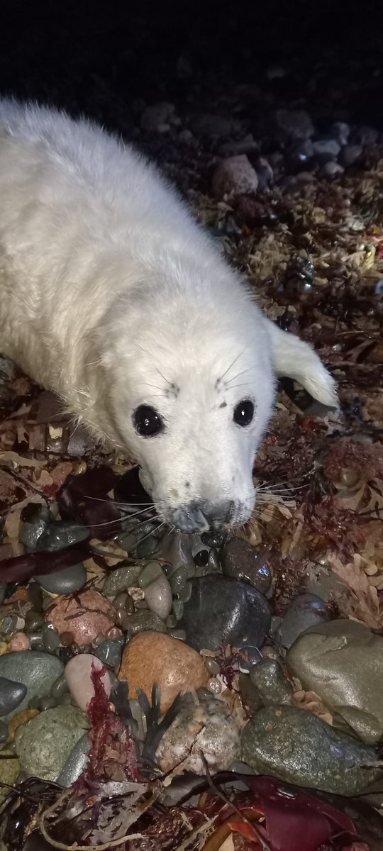 RSPCAStapeley Grange tweet media