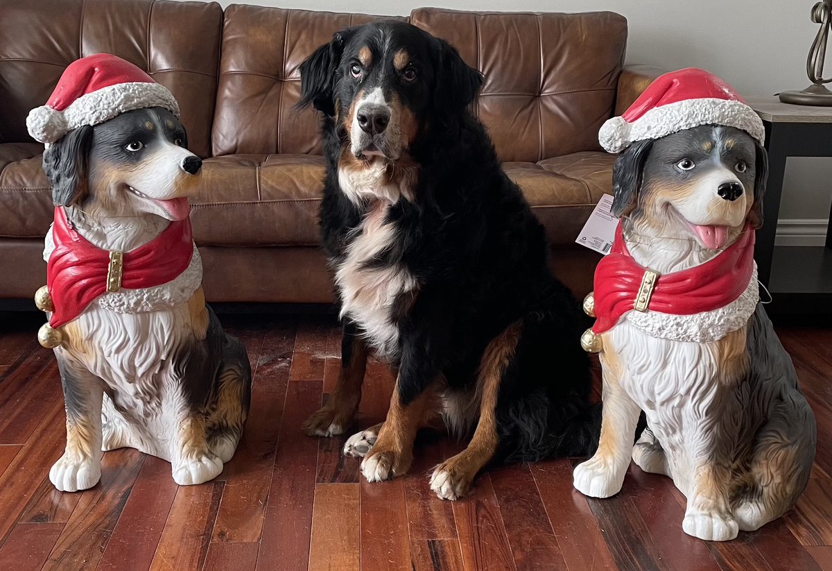 Anne150Bell's tweet photo. @JayOnSC This is Murphy with two litter mates of Angus, all watching SportsCentre https://t.co/bm2f8Ufqjw
