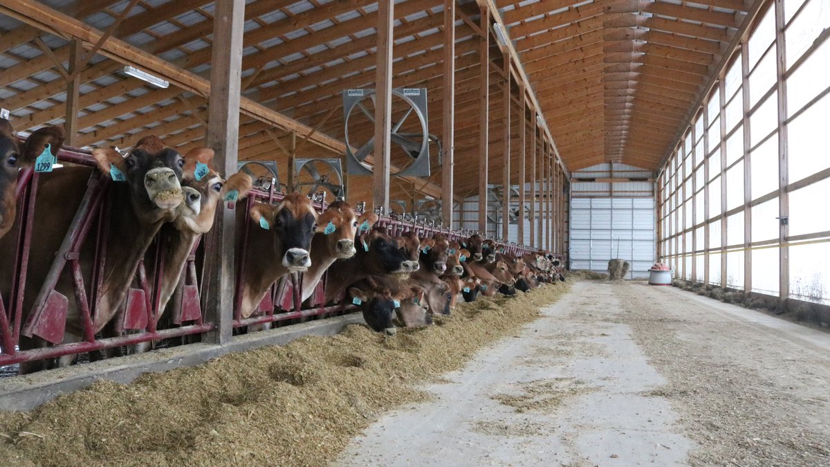 adamideast's tweet photo. The weather outside the dairy barn may be frightfully cold 🥶, but inside it’s oh-so-delightful! ☀️

Learn how cow care changes in the winter on dairy farms. https://t.co/Ya9SUuo3qd #UndeniablyDairy https://t.co/MrX0vsXPfR