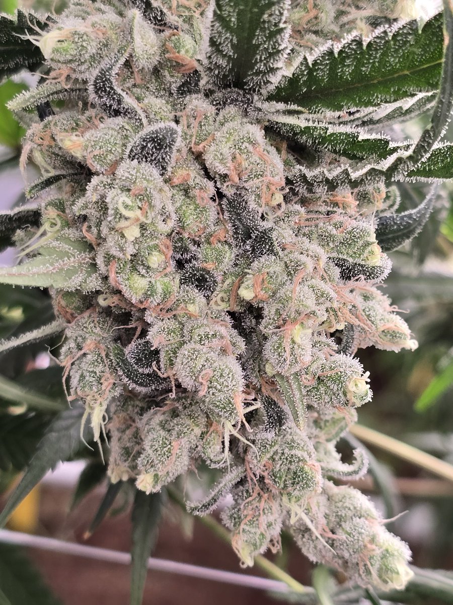 BSC_HarryPalms's tweet image. The Hive 
Chunked out at 58 days . 

Barely in to flush and trellis failure is upon us 😂 win some , lose some.

#Bloomseedcompany #thehive