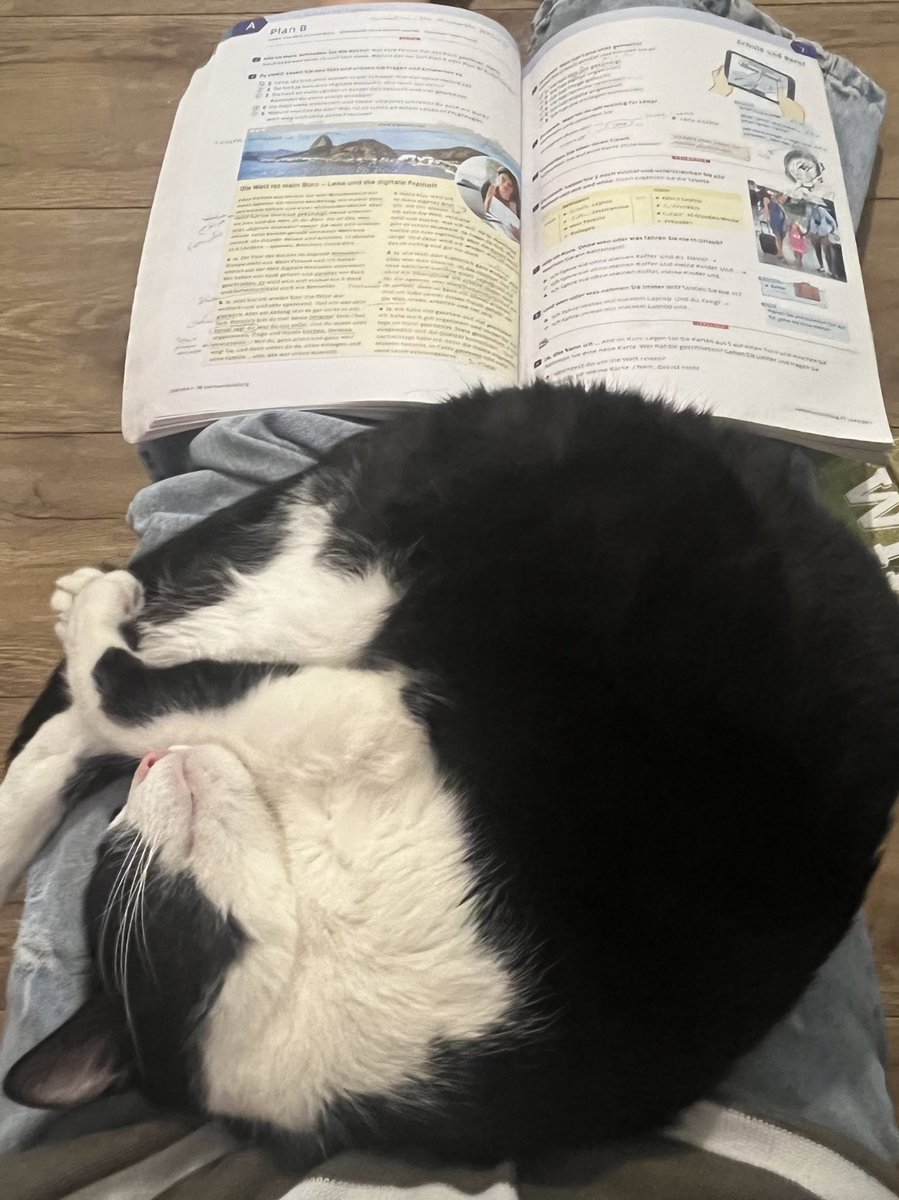 It’s just impossible to study when a cutie like him is sleeping on my lap🥹and my exam is next week🥲