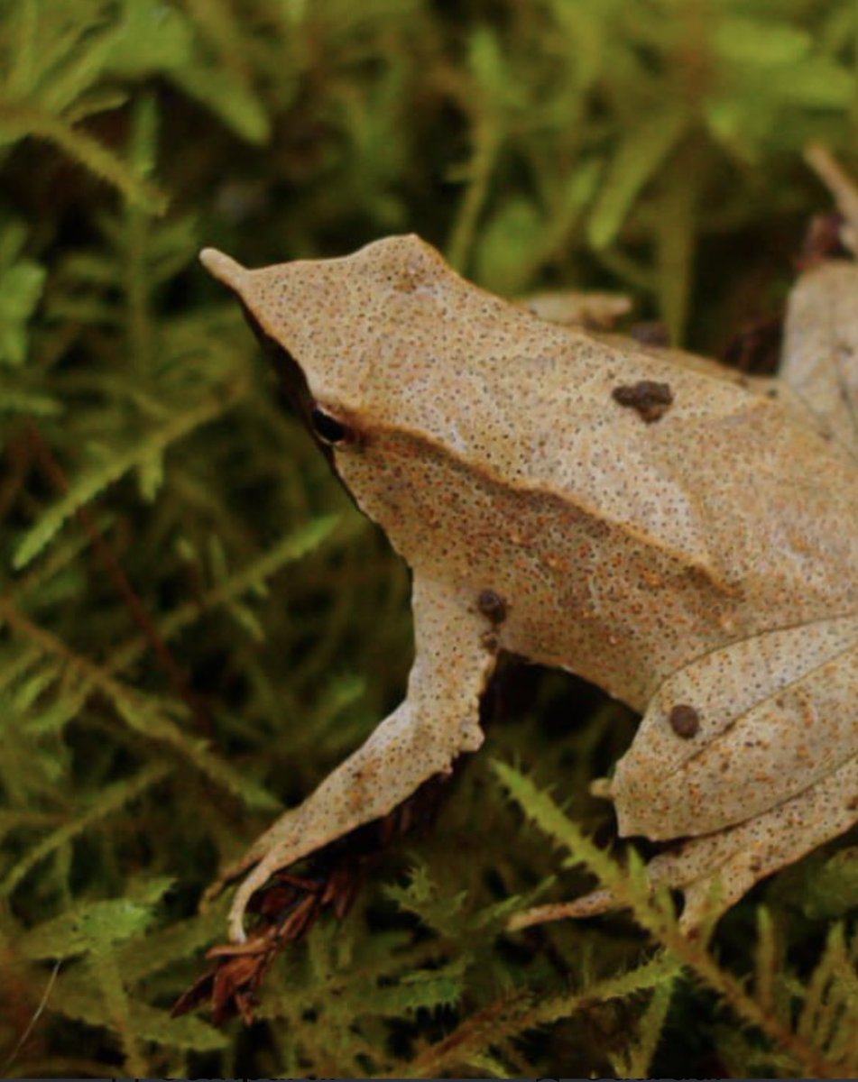 DefendamsChiloe's tweet image. Esta es una lamentable noticia pero tiene que levantarnos a apoyar a las organizaciones que están buscando soluciones 

❗️LA RANITA DE DARWIN ESTÁ EN SERIO PELIGRO DE DESAPARECER❗️

⚠️Las ranitas de
Darwin al borde de la extinción: una
llamada de alerta para Chile
La emblemática…