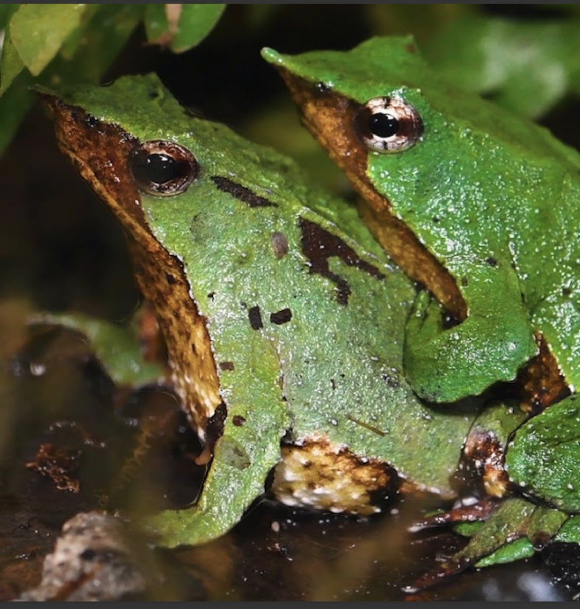 DefendamsChiloe's tweet image. Esta es una lamentable noticia pero tiene que levantarnos a apoyar a las organizaciones que están buscando soluciones 

❗️LA RANITA DE DARWIN ESTÁ EN SERIO PELIGRO DE DESAPARECER❗️

⚠️Las ranitas de
Darwin al borde de la extinción: una
llamada de alerta para Chile
La emblemática…