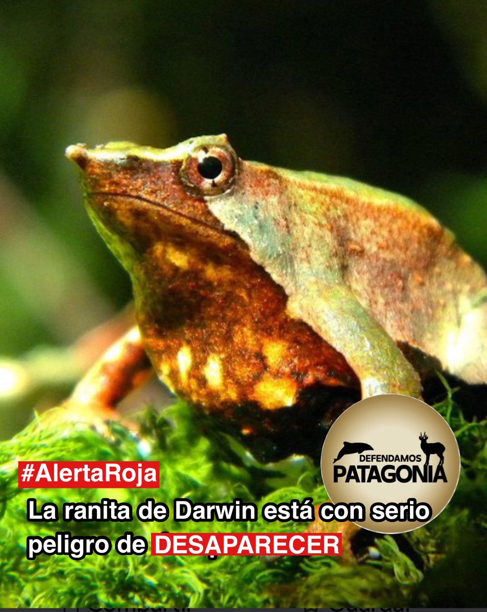 DefendamsChiloe's tweet image. Esta es una lamentable noticia pero tiene que levantarnos a apoyar a las organizaciones que están buscando soluciones 

❗️LA RANITA DE DARWIN ESTÁ EN SERIO PELIGRO DE DESAPARECER❗️

⚠️Las ranitas de
Darwin al borde de la extinción: una
llamada de alerta para Chile
La emblemática…