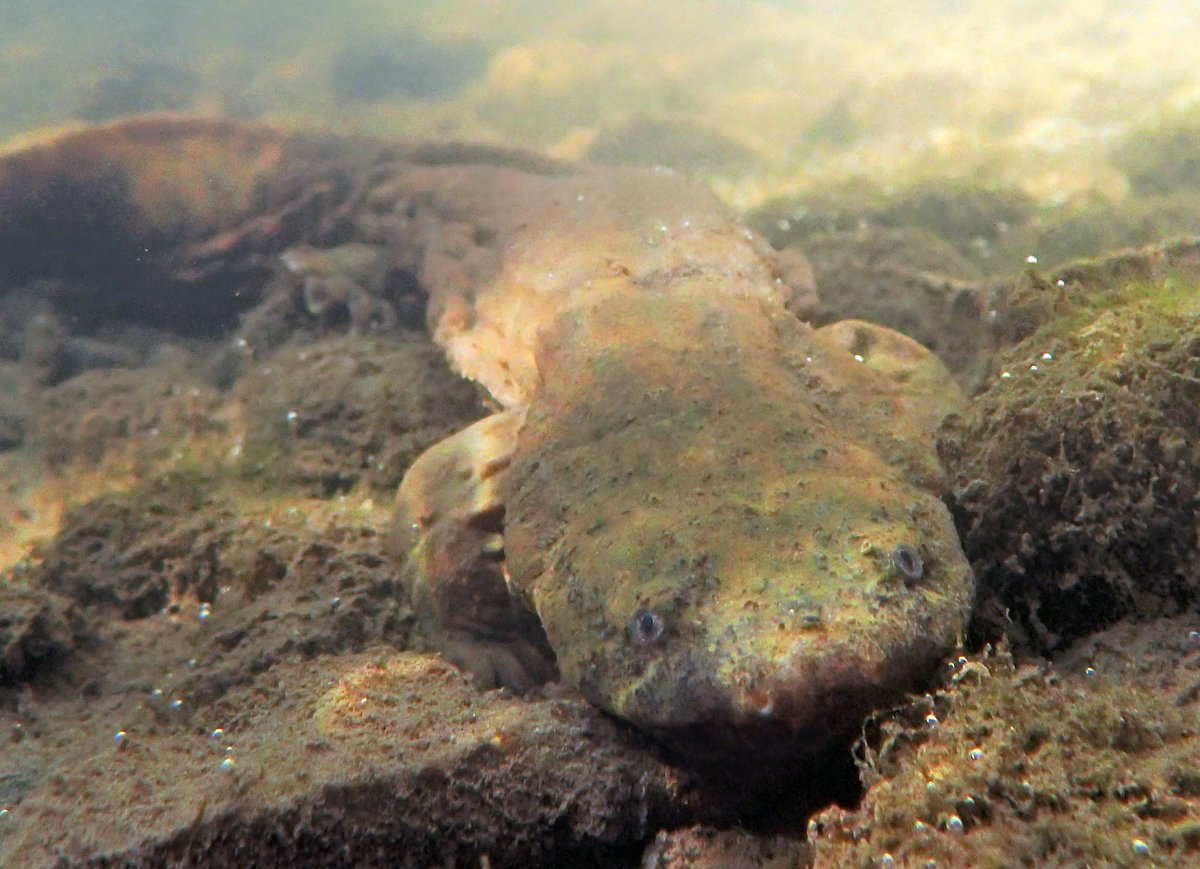 Oh, hell(bender) yeah! In an announcement by the US Fish and Wildlife Service, the eastern hellbender was proposed to be listed as Endangered throughout its entire range - an important designation, especially in light of recent habitat destruction by Hurricane Helene.
📸: © USFWS