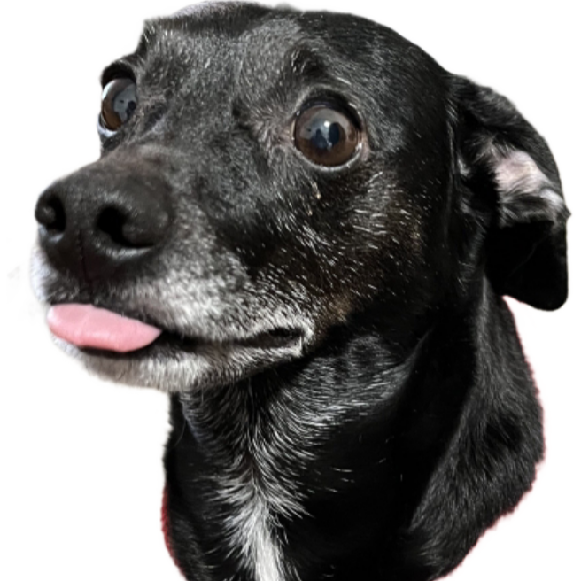 You may be dumb, but you will never be as dumb as my dog