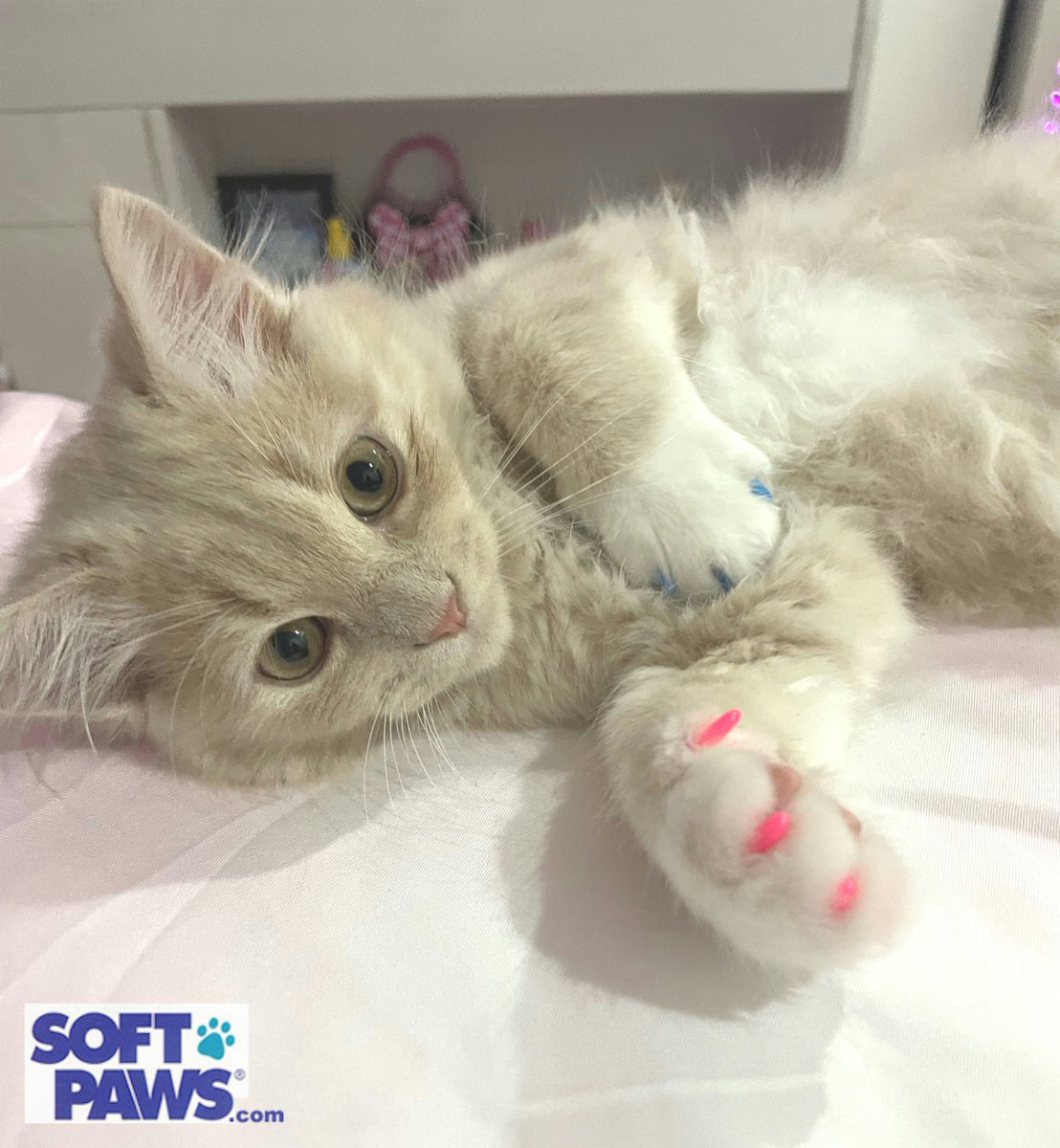 Soft Paws tweet media