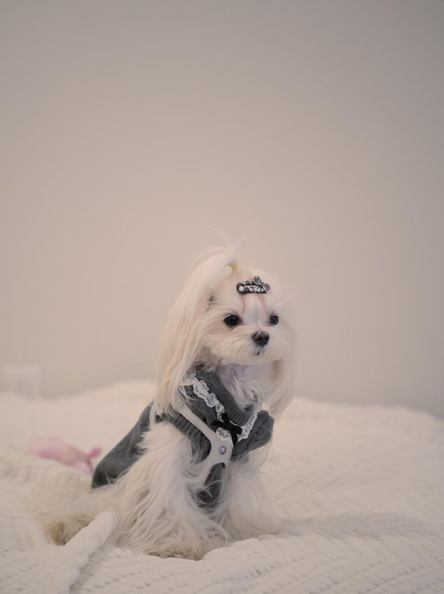 L___theused's tweet photo. Yesterday, the new pony girl Melo arrived. She is a super small dog weighing only 3 pounds. Although she looks small, she is actually two years old. 
#SmallDog #WhiteDog #DogWithBow #CutePets #DogLovers https://t.co/J4q6KtBjAF