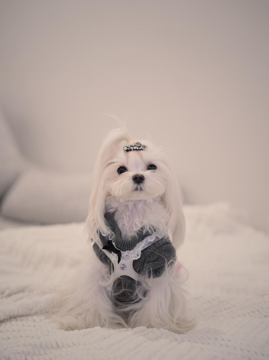 L___theused's tweet photo. Yesterday, the new pony girl Melo arrived. She is a super small dog weighing only 3 pounds. Although she looks small, she is actually two years old. 
#SmallDog #WhiteDog #DogWithBow #CutePets #DogLovers https://t.co/J4q6KtBjAF