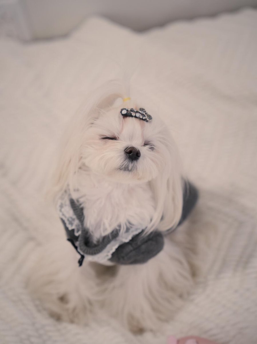 L___theused's tweet photo. Yesterday, the new pony girl Melo arrived. She is a super small dog weighing only 3 pounds. Although she looks small, she is actually two years old. 
#SmallDog #WhiteDog #DogWithBow #CutePets #DogLovers https://t.co/J4q6KtBjAF