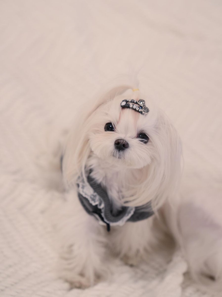 L___theused's tweet photo. Yesterday, the new pony girl Melo arrived. She is a super small dog weighing only 3 pounds. Although she looks small, she is actually two years old. 
#SmallDog #WhiteDog #DogWithBow #CutePets #DogLovers https://t.co/J4q6KtBjAF