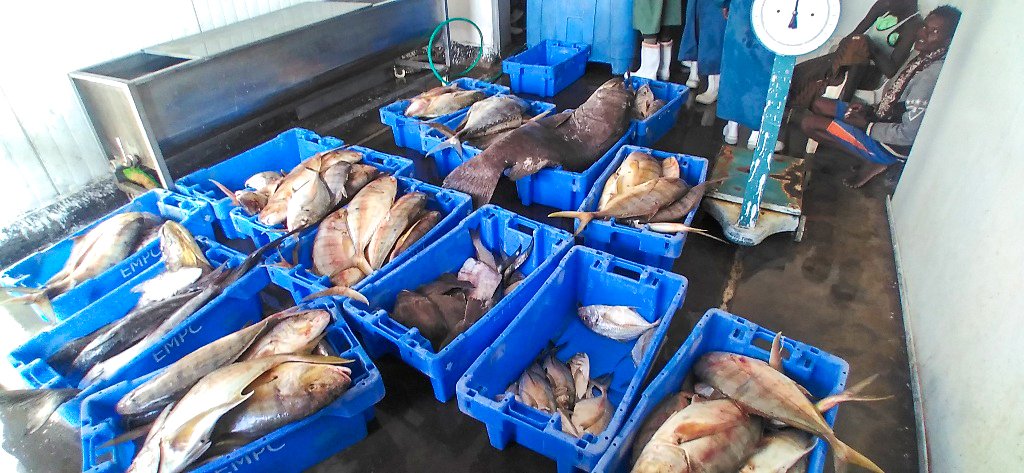 tesfanews's tweet photo. Fish Production in Assab Sees 40% Growth
ASSAB โ Under the umbrella of the National Fisheries Corporation, a subsidiary operating in the coastal region of Asseb has reported remarkable growth in fish production this year in terms of both variety and quantity.
According to Khaled Mohammed-Ahmed, the manager of the Asseb division, fish production has transitioned from small-scale fishing to more commercial levels. The fish is being distributed to the public and the military at competitive prices, contributing significantly to the nation's #FoodSecurity and nutritional goals.
This year, the total fish production reached 508 tons, marking a 40% increase compared to the previous yearโa substantial achievement. #Eritrea