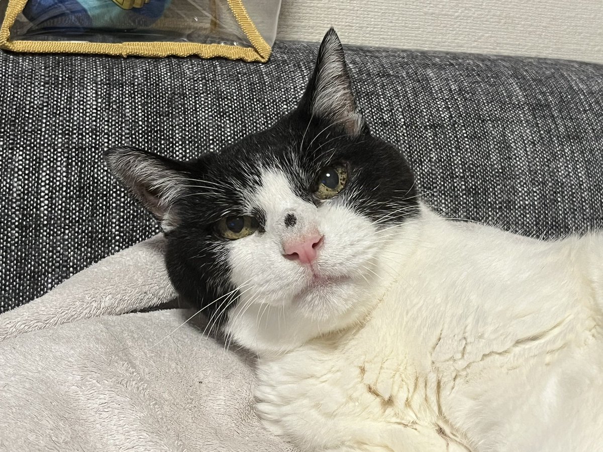 蜜柑汁 (@mikan_siru) / Posts / X