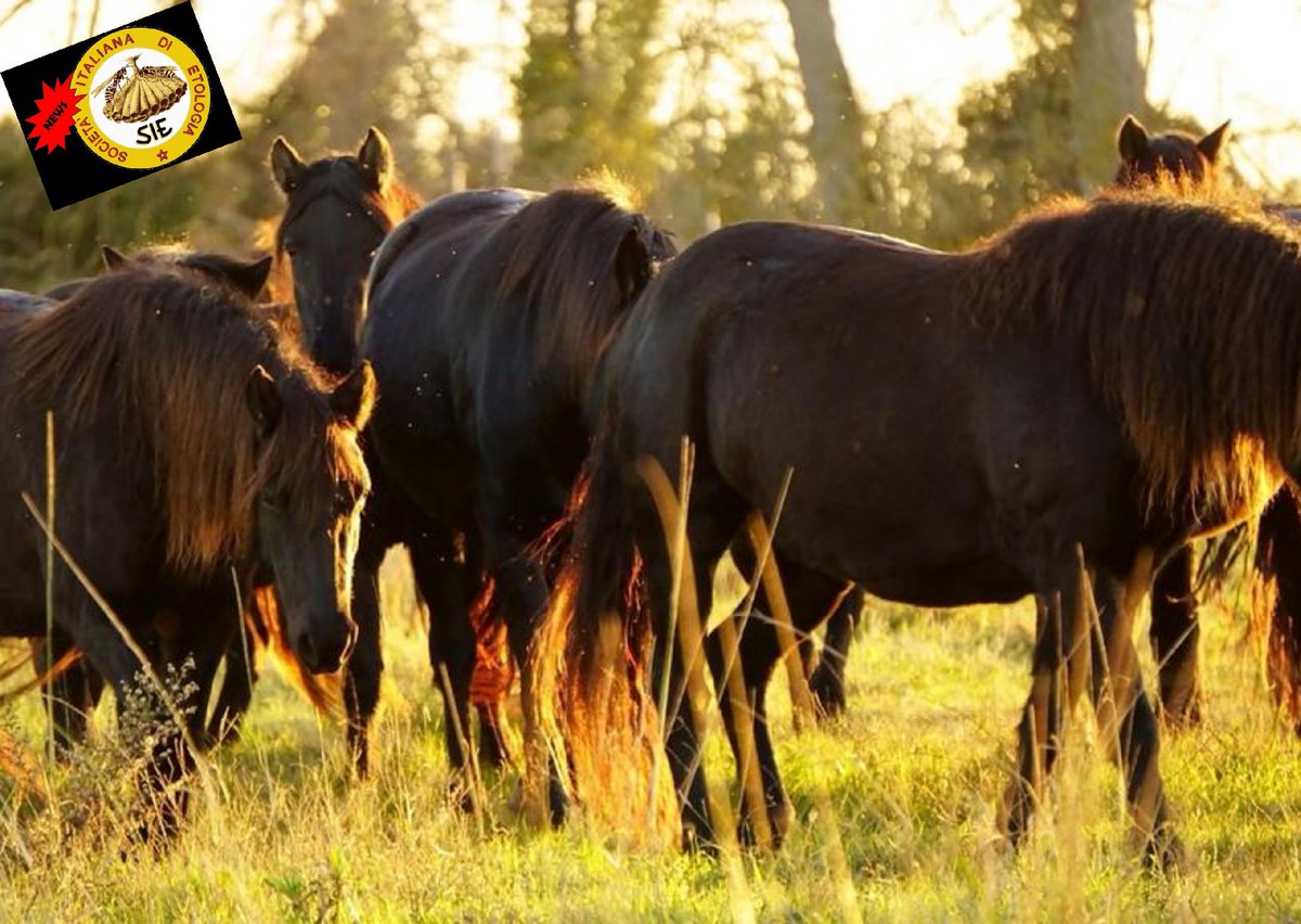 Società Italiana di Etologia tweet media