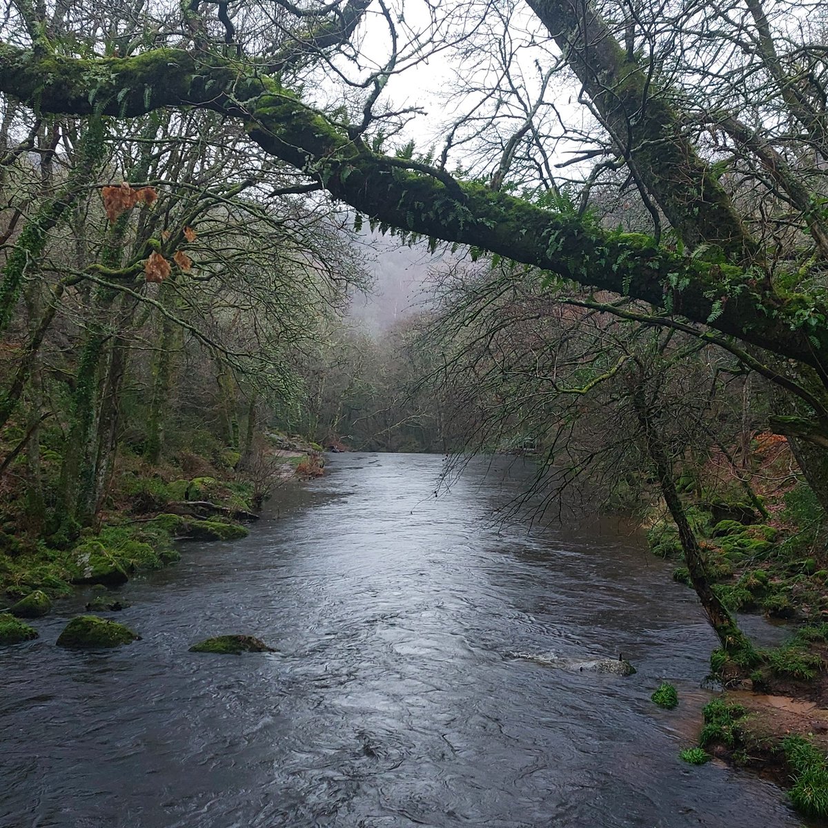 DartmoorNT's tweet photo. Just a misty view of the #RiverTeign from Iron Bridge.
The weather is looking better for a #WinterWander this weekend, although boots may be advisable 🥾 https://t.co/YL6SZF5yTO