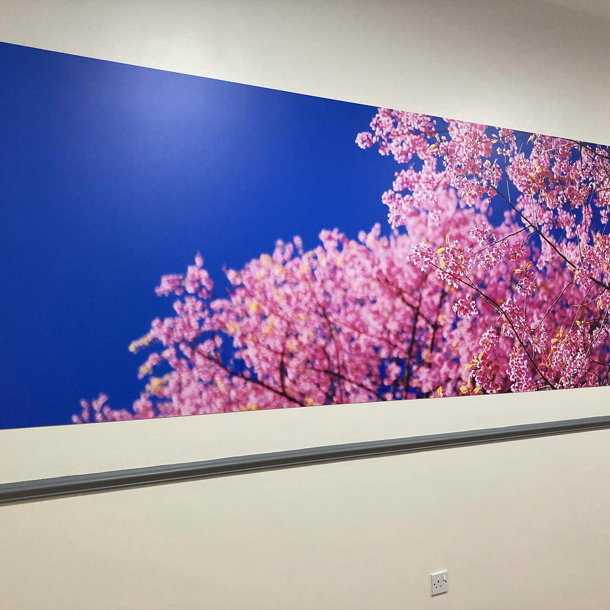 ArtsSth's tweet photo. Happy to see some out of season blooms installed at Royal Hallamshire Hospital Mortuary recently. @SHCFundraising @SheffieldHosp #enhancingenvironments https://t.co/4t9xFTmebU