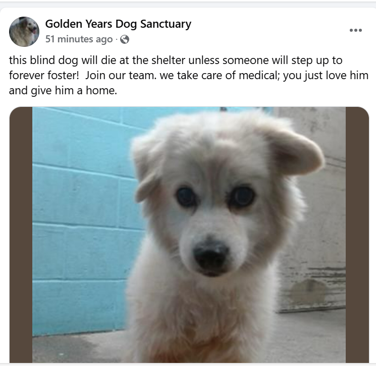 mapleveewesem's tweet photo. ๐๐๐Golden Years is indeed asking for a foster so they can save 10 yo, 22 lb PAWPOVICH from Downey #California ACC. Are you his #SoCal hero? Apply below๐ #A5192883 https://t.co/BcM93XkcZa