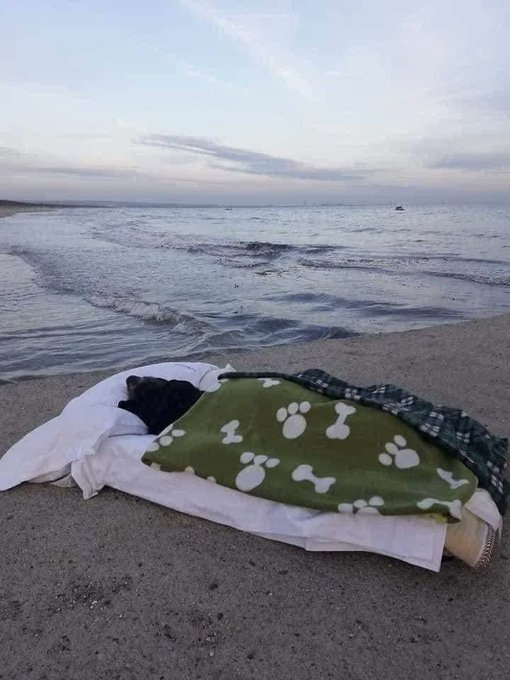 Desgarradoras Fotos y Clips que seguro te harán llorar. 

~Un Hilo 🧵

1. Un hombre llevó a su perro enfermo terminal a ver el mar por última vez