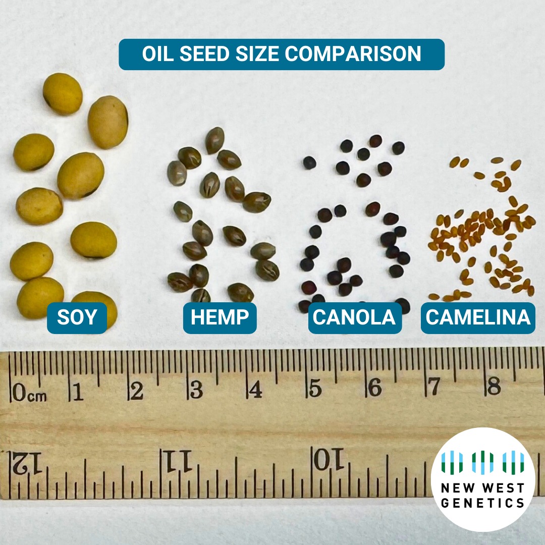 newwestgenetics's tweet photo. NWG explores hemp markets and high-value traits. Comparing hemp to other common oil-seeds helps to demonstrate where hemp can fit into existing processing. Hemp is a moderately sized seed, fitting well into existing oilseed manufacturing, whether mechanical or solvent. https://t.co/vX6TBA6uMf