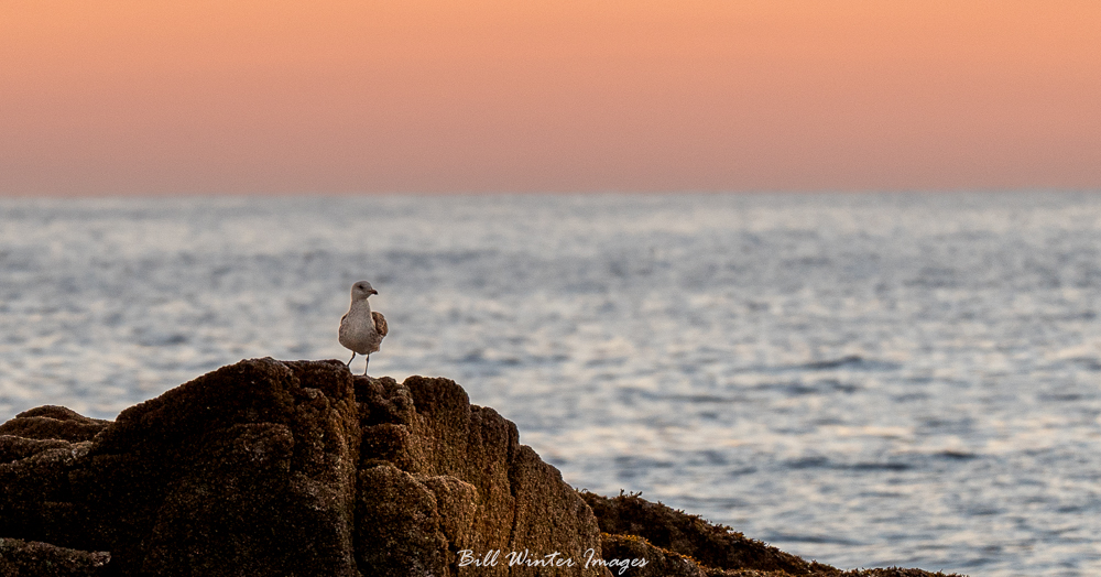 billxp845's tweet image. Who Is Watching Who
I Came Here For The Sunrise
Nature Distracts Me
.⁠
.⁠
#haiku #sonyalpha #alphacollective #optoutside #createnomatterwhat #bhcreators #sonycreators #ngphotographerchallenge #acadianationalpark