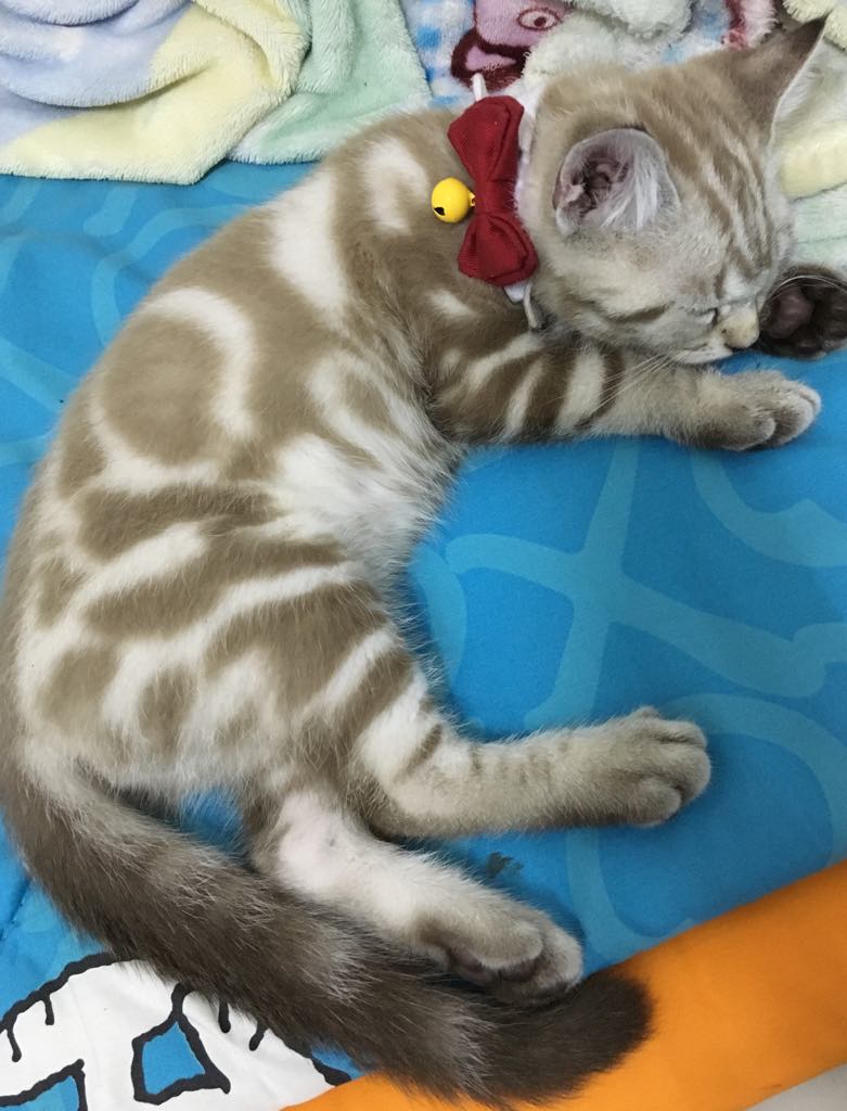 มัมหมาอิงอิง tweet media