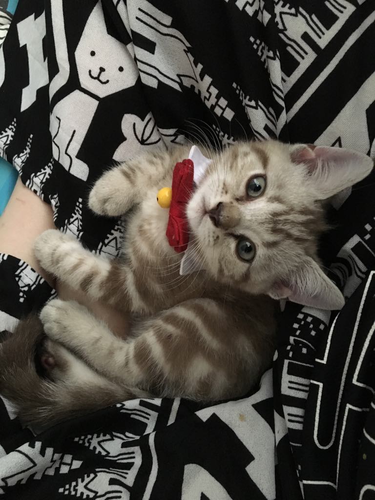 ขออนุญาตสอบถาม สีน้องคือสีอะไรคะ🙏🏻