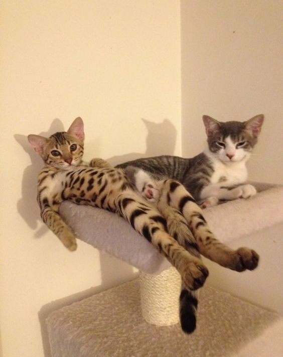 PunchingCat's tweet photo. https://t.co/R9AcwUbGSq
