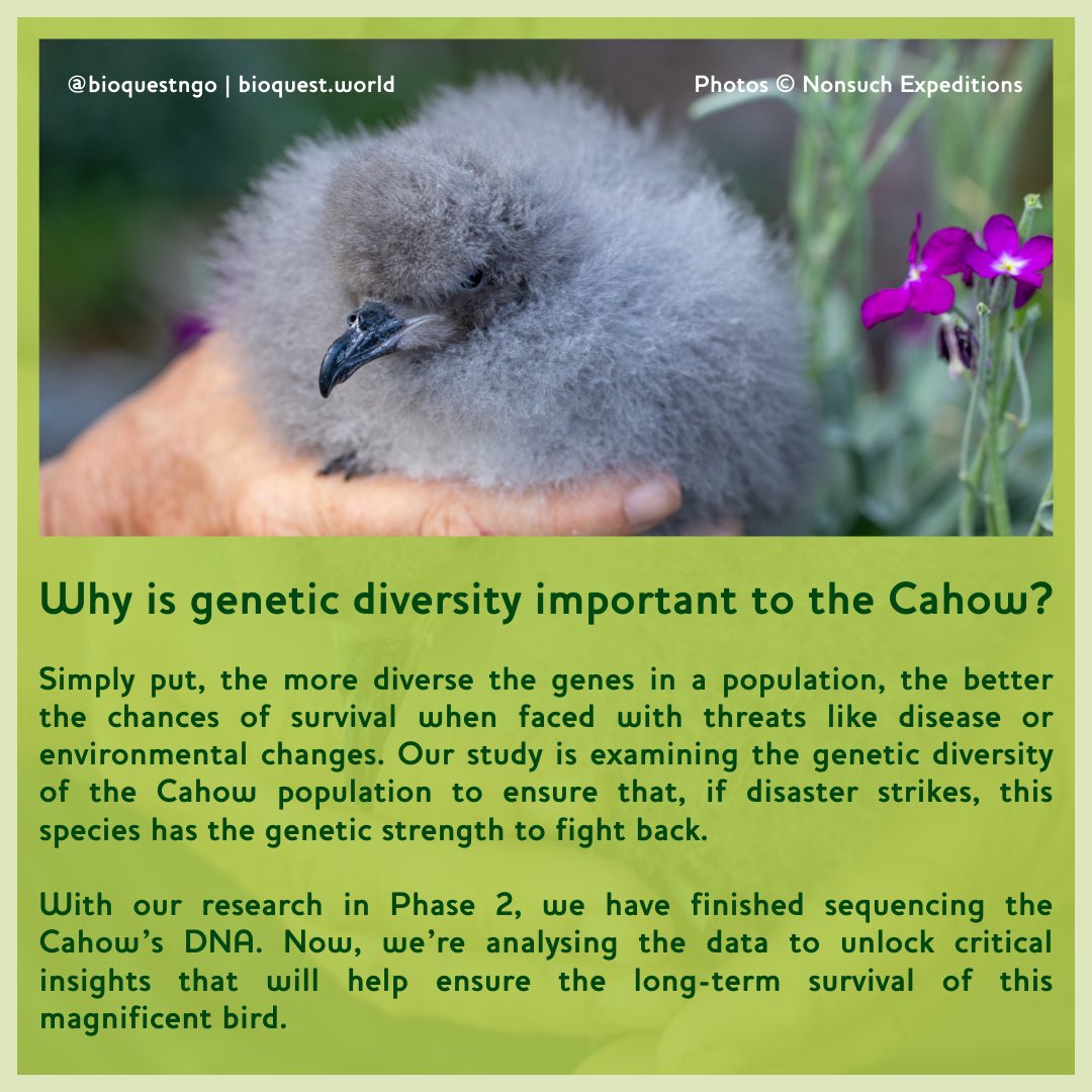 BioQuestNGO's tweet photo. The Cahow’s survival isn’t just about numbers—it’s about diversity. 🌍🧬 Our research is unlocking the secrets of the Cahow’s genetic makeup, helping protect this endangered bird.
#ConservationGenetics #BioQuest #Cahow https://t.co/zxx5LhnLf1