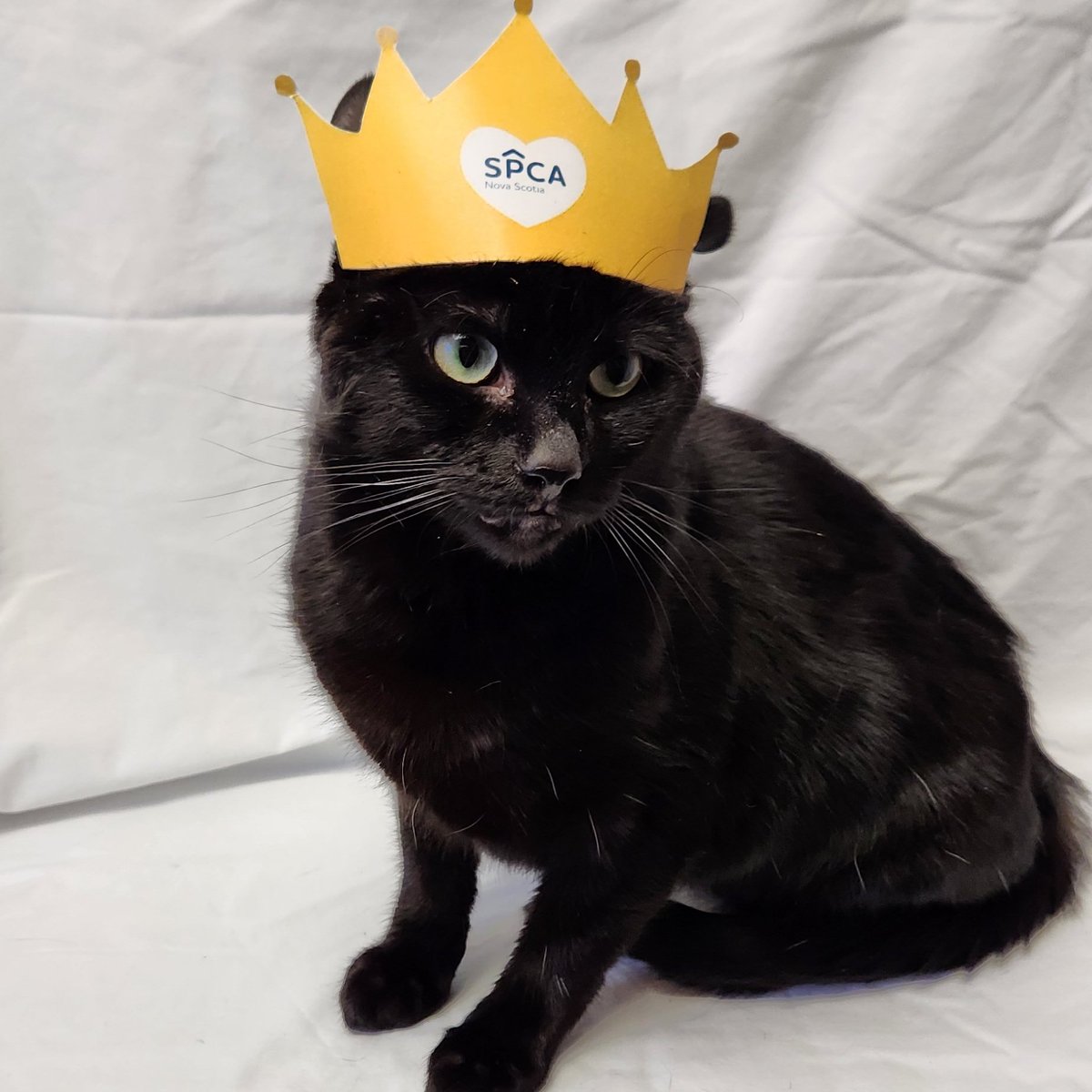 Nova Scotia SPCA tweet media