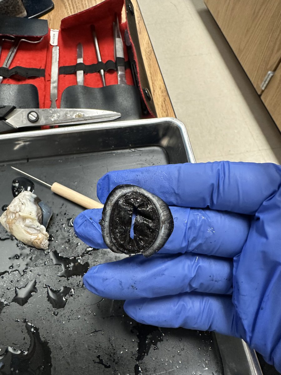 BoydSTEAMLab's tweet photo. 4th grade cow eye dissection @APS_WMBoyd @MsBlairAPS @AP_Fagan @STEAMingCooper https://t.co/mJcWKkfuBQ