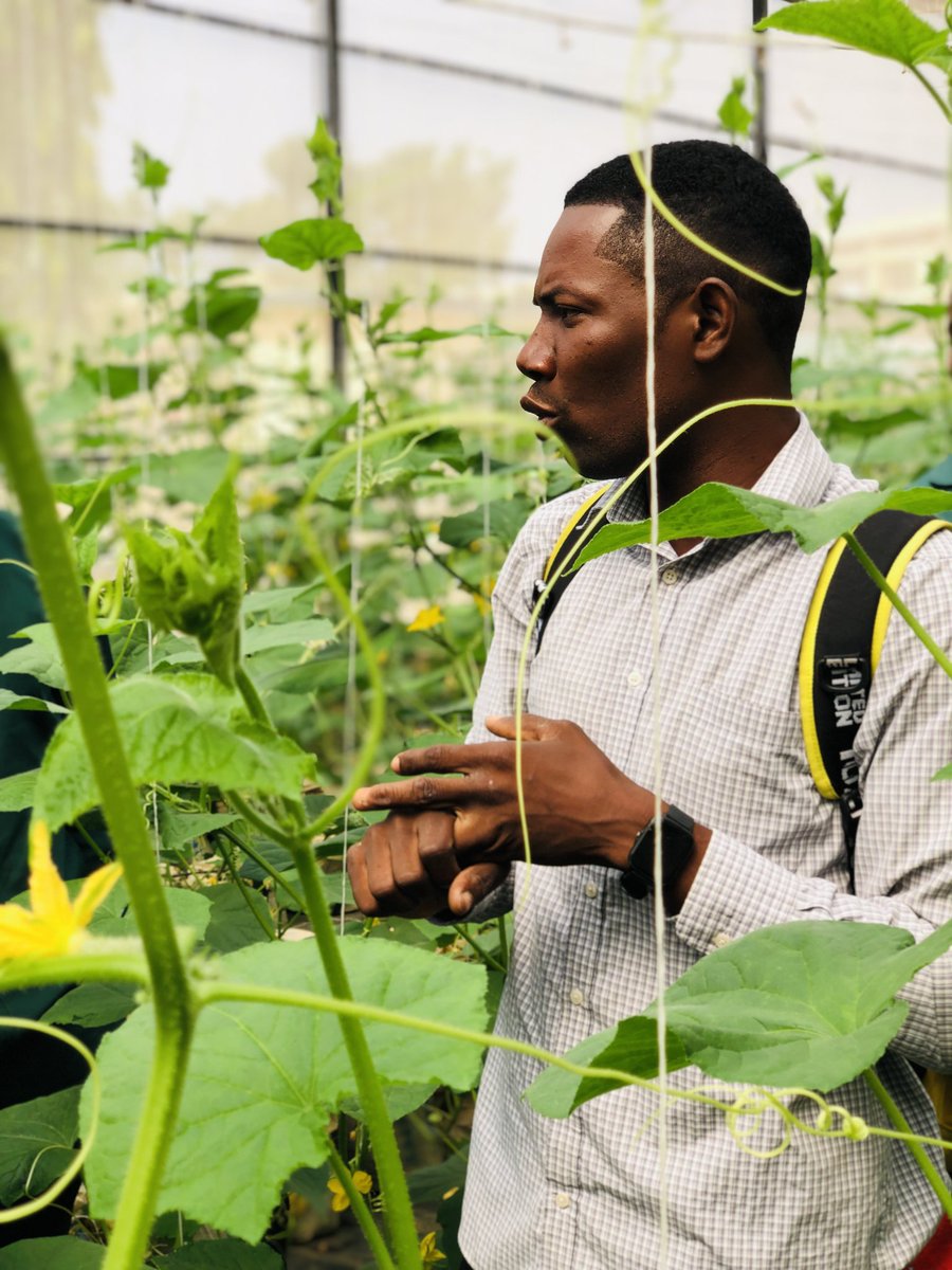 UnilorinNGR's tweet photo. You can grab yours between 12:00 noon and 4:00 pm, Monday to Friday, at the Faculty's main building.

#BetterByFar🎓 
#UnilorinFreshProduce 
#FreshCucumbers https://t.co/ksFQEy3wDs