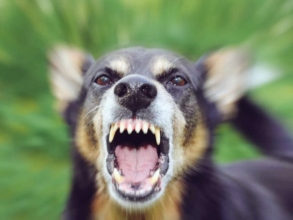 sudhirmehtapune's tweet photo. #Pune is grappling with a growing stray dog menace, one of the city's most pressing and polarizing issues. With over 18,000 reported dog bites in just nine months, this is no longer a minor concern—it's a public safety crisis.

While compassion for animals is essential, the unchecked rise in stray dogs poses serious risks to senior citizens, children, and night commuters. It’s time for political leaders to show decisive leadership, prioritize citizen safety, and implement comprehensive solutions. Public safety cannot be held hostage to inaction any longer.

#dogs #strays #dogattack