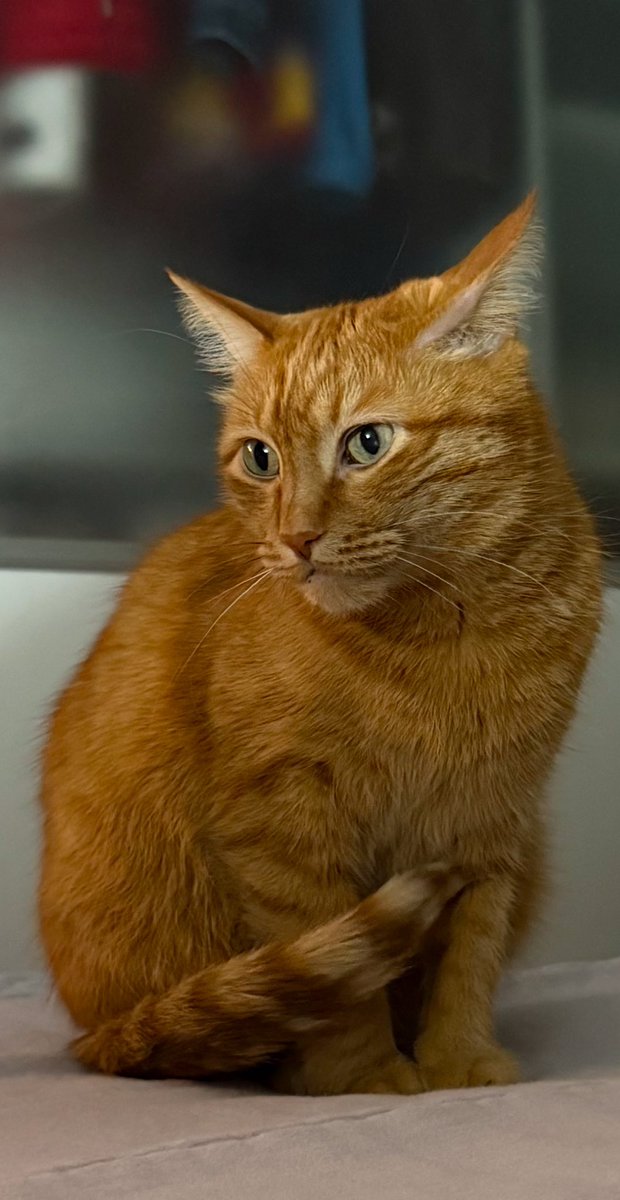 Mike Kondis (@mihailkons607) on Twitter photo 