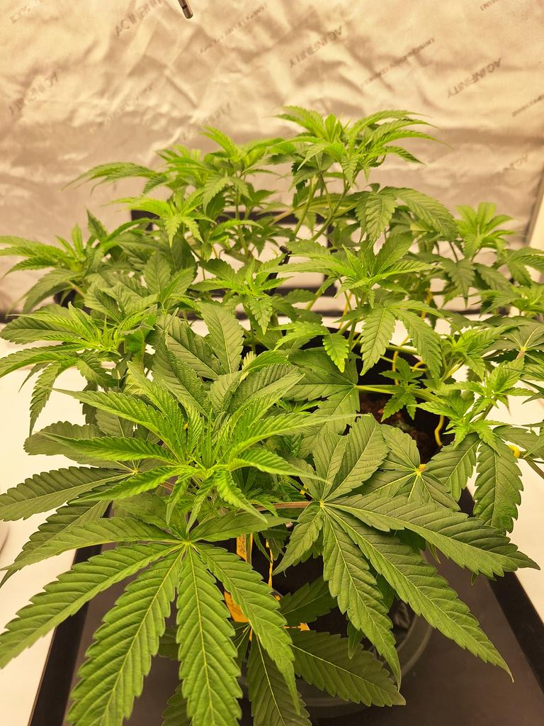 muskoka_grower's tweet photo. Candy Games #25 by Happy valley genetics from @SeedsmanSeeds being fed athena nutrients. Starting to fill the tent. ##medicalmarijuana #medicine #cannabisheals #supportyourlocalgrower #scrogschool #scrognation #apprentice #acinfinity #seedsman #happyvalleygenetics https://t.co/JxISFd7Pqs