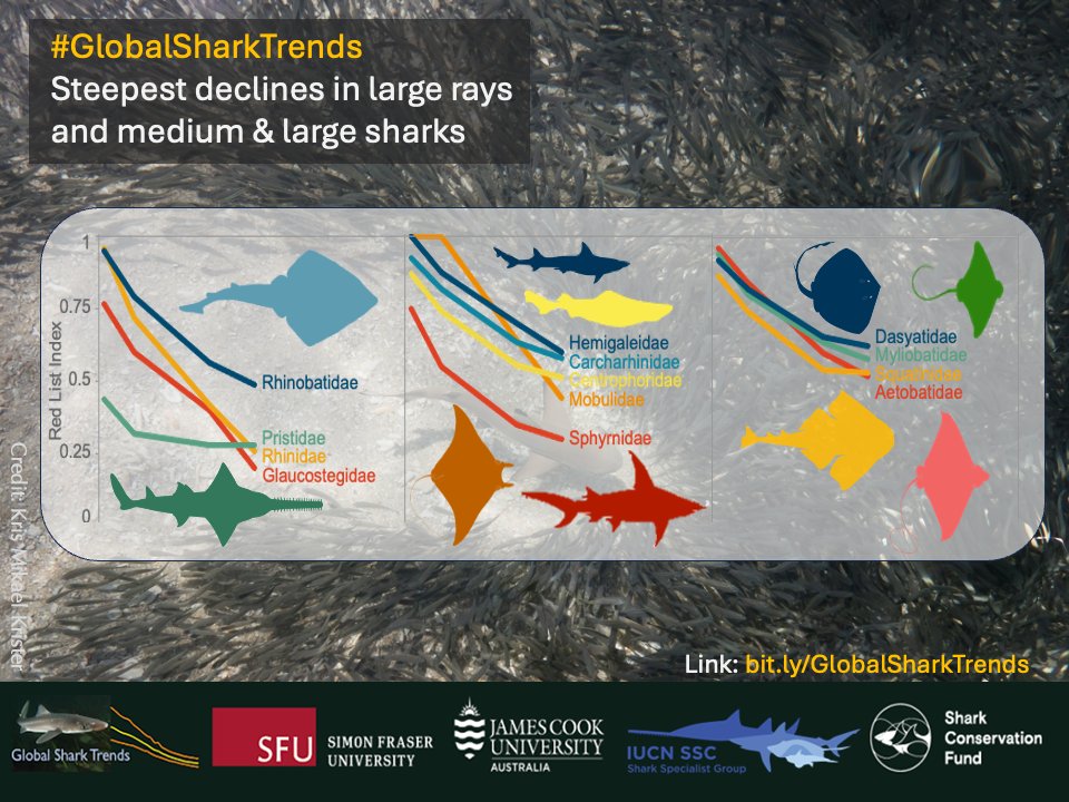 Shark Conservation Fund tweet media
