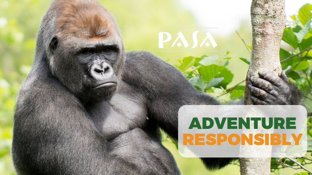 Ready for your next wildlife adventure?🦍 Make it one that supports primate conservation and protects their natural habitats!

Find out more ➡️pasa.org/awareness/prim…

#responsibletourism