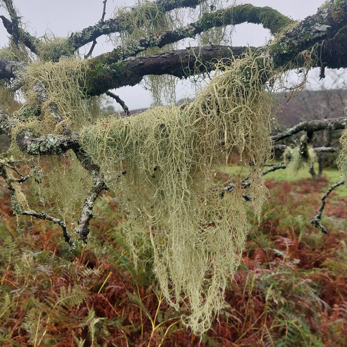 DartmoorNT's tweet photo. This is the brilliantly named string-of-sausages lichen.

It has inflated sections which are pinched at intervals, resembling a string of sausages 🌭

It's most common in SW #TemperateRainforests and grows in well-lit, open situations where the air is unpolluted. https://t.co/IQRvzQspbJ