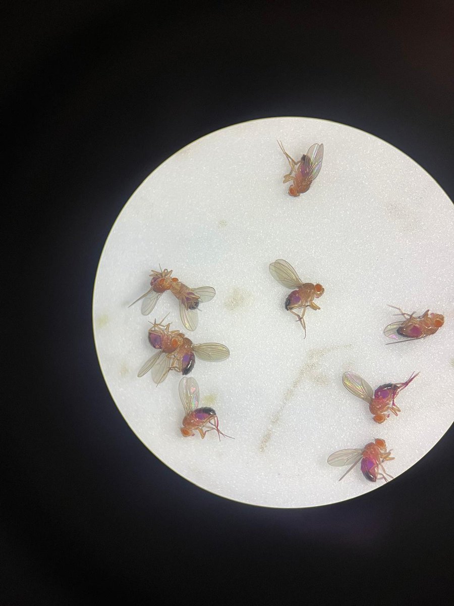 CarloBreda1's tweet photo. Sometimes, even fruitflies life is colourful #drosophila #behaviour #dmu https://t.co/pQHhYNDZkb