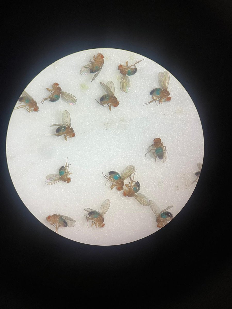 CarloBreda1's tweet photo. Sometimes, even fruitflies life is colourful #drosophila #behaviour #dmu https://t.co/pQHhYNDZkb