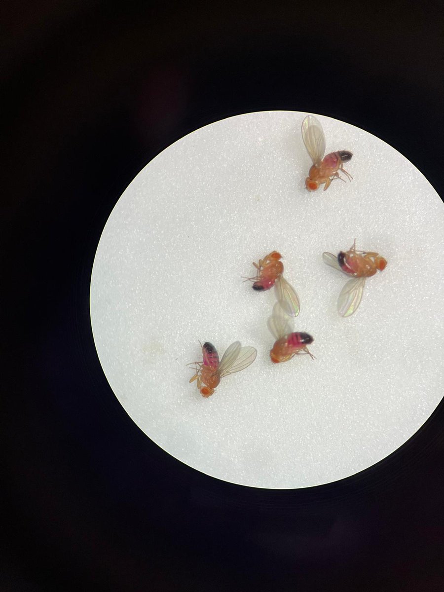 CarloBreda1's tweet photo. Sometimes, even fruitflies life is colourful #drosophila #behaviour #dmu https://t.co/pQHhYNDZkb