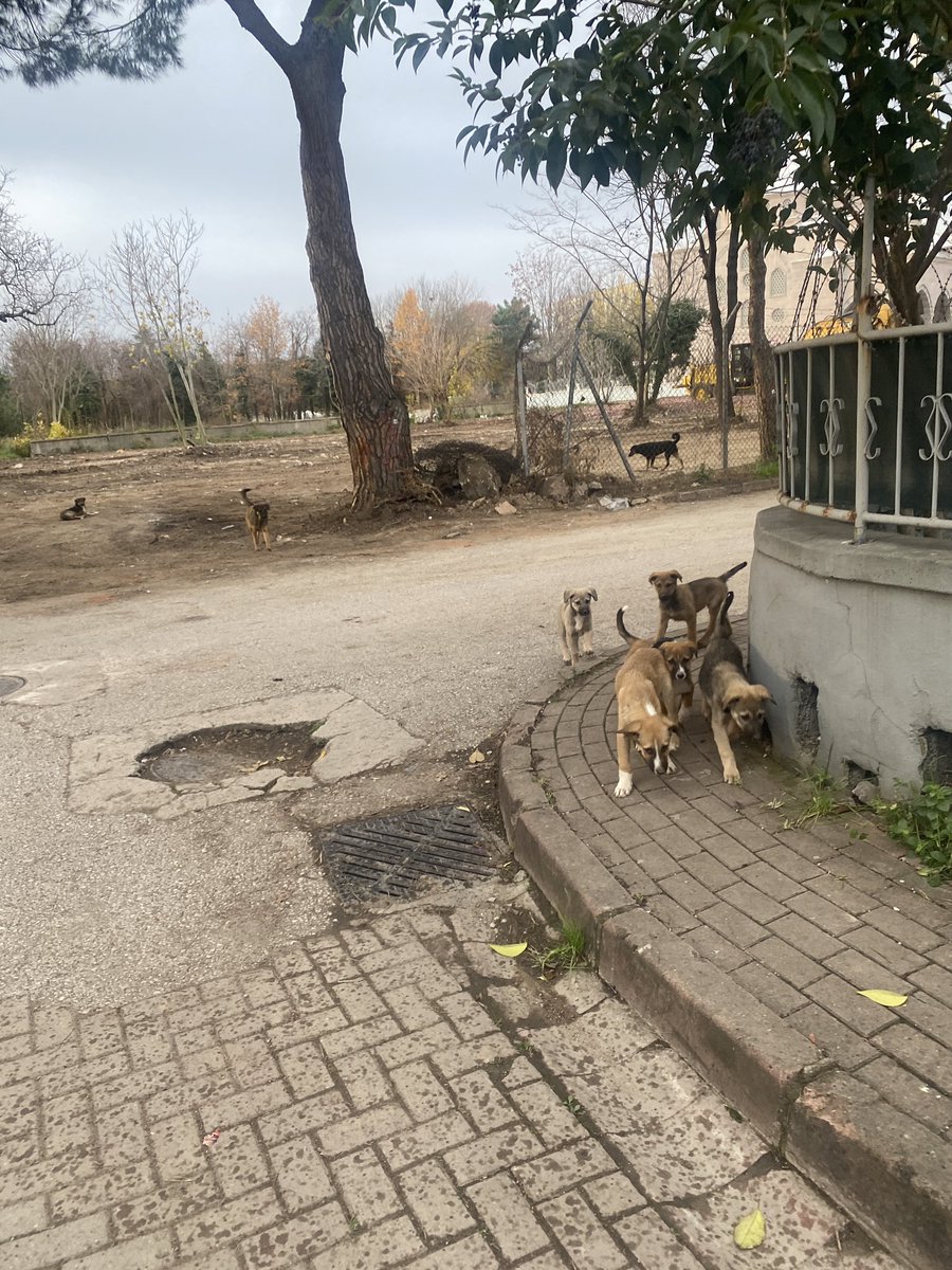 <a href="/kocaelibld/">Kocaeli Büyükşehir</a> <a href="/kocaelivaliligi/">TC Kocaeli Valiliği</a> <a href="/izmitbelediye/">İzmit Belediyesi</a> Bu hayvanlar perişan durumda. Bilinçsiz vatandaş çiğ et ile besliyor. Sonuç ne olacak sizce ? Hiçbiri kısırlaştırılmış değil malum sebeplerden. Her gün çoğalmaya devam ediyorlar.