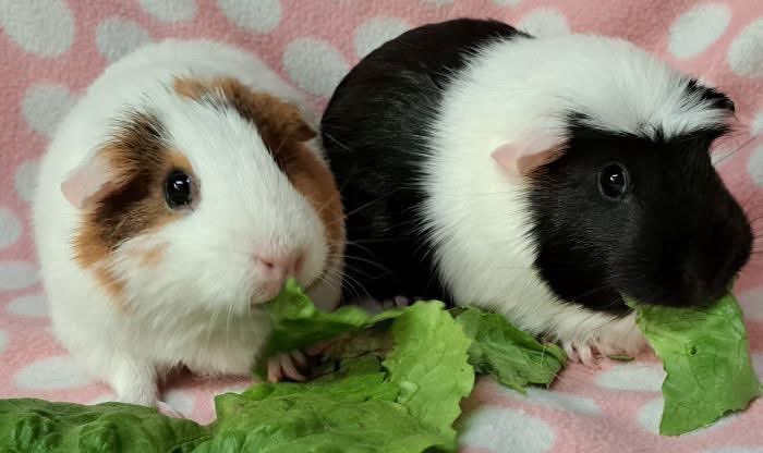 Critter Corral GPR tweet media