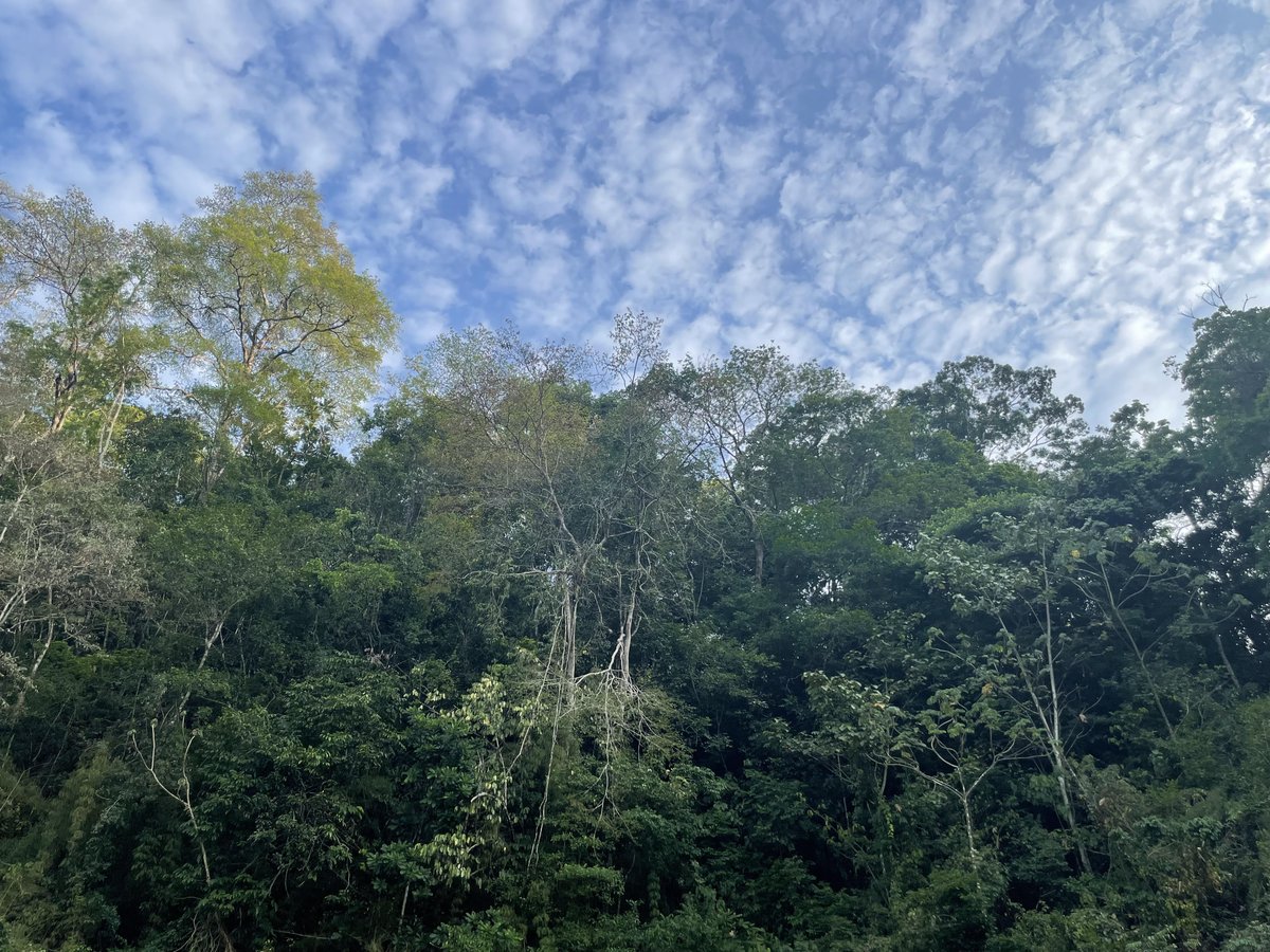 mediosindigenas's tweet photo. Las comunidades emberá del río Chagres, Panamá, exigen la derogación o la negociación de los cobros por servicios ambientales.   

Lee la entrevista completa a Andrea Lino Machi, líder comunitaria Emberá, aquí 👇🏼

 https://t.co/7maB06UmyH… https://t.co/ck9YAFtL4r