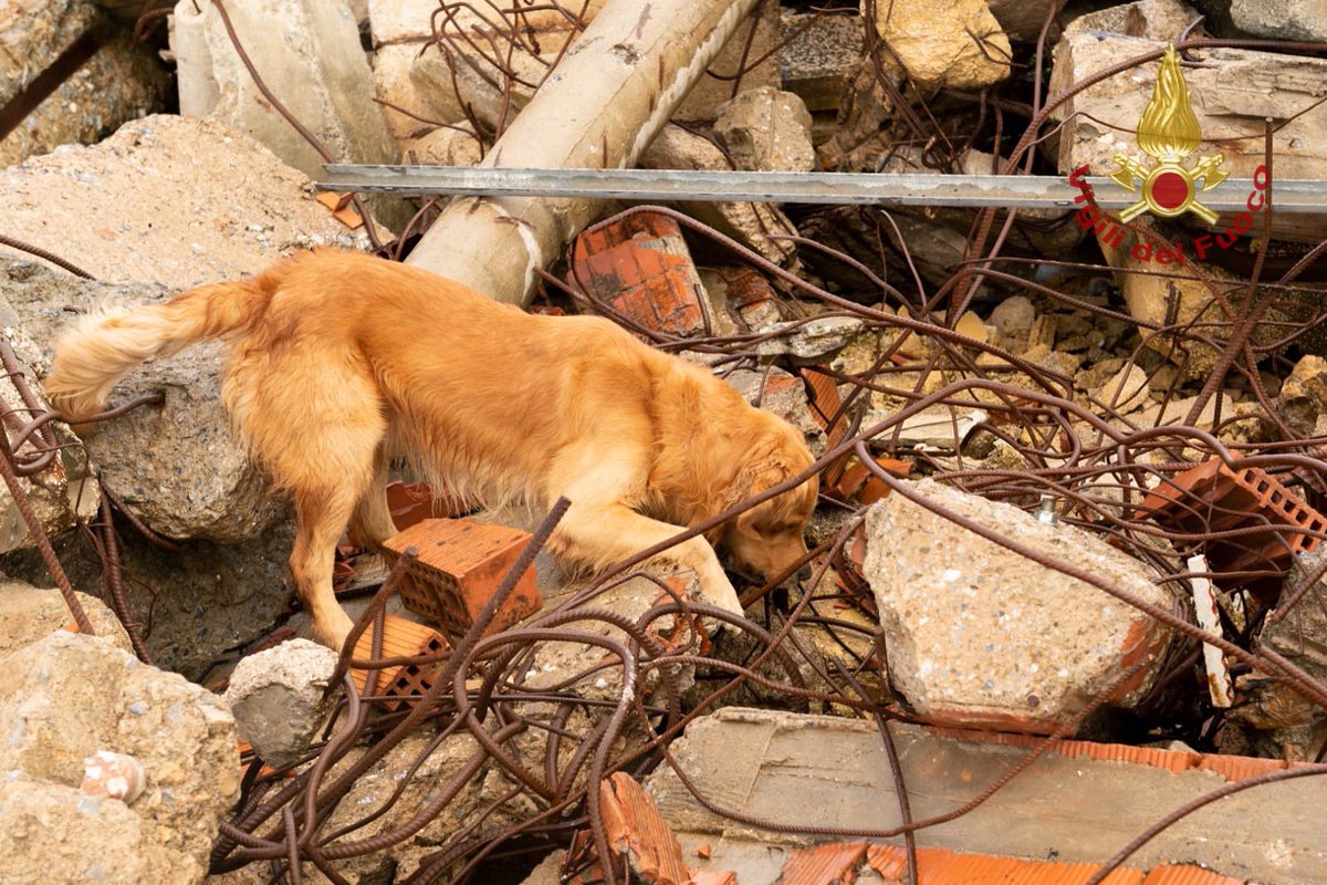 vigilidelfuoco's tweet photo. Simo, Hermione e Joy. Sono questi i nomi dei tre nuovi colleghi a quattro zampe che insieme ai loro conduttori sono entrati a far parte del nucleo cinofilo della #Sardegna. Nelle immagini la loro prima esercitazione nel campo di addestramento per unità cinofile ad Iglesias (CA) https://t.co/EMOamA6A1u