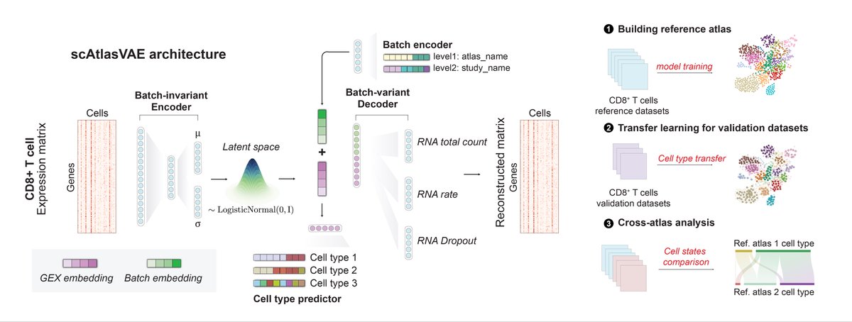 razoralign's tweet photo. scAtlasVAE: Integrative mapping of human CD8+ T cells in inflammation and cancer https://t.co/ZTgmNSG89H https://t.co/Q5htkdpcAe