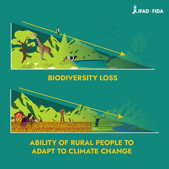 UN Biodiversity (@unbiodiversity) on Twitter photo Rural people and nature are interlinked.
So when biodiversity declines, so too does their ability to adapt to climate change.
We can't let this happen ⬇️
via <a href="/IFAD/">International Fund for Agricultural Development</a> Rural people and nature are interlinked.
So when biodiversity declines, so too does their ability to adapt to climate change.
We can't let this happen ⬇️
via <a href="/IFAD/">International Fund for Agricultural Development</a>